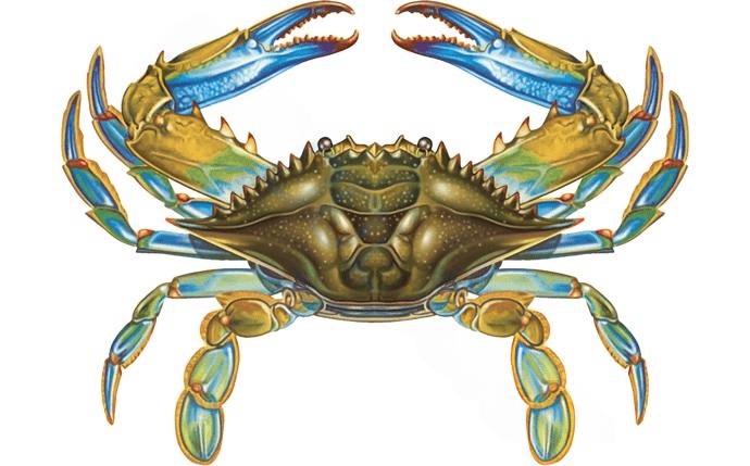 NPT PORC - BC57 11" x 8" Blue Crab Tile - AquaDoc