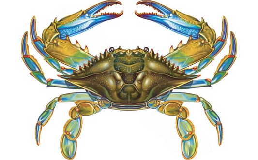 Front view of NPT 11x8 Blue Crab Pool Tile with detailed porcelain design